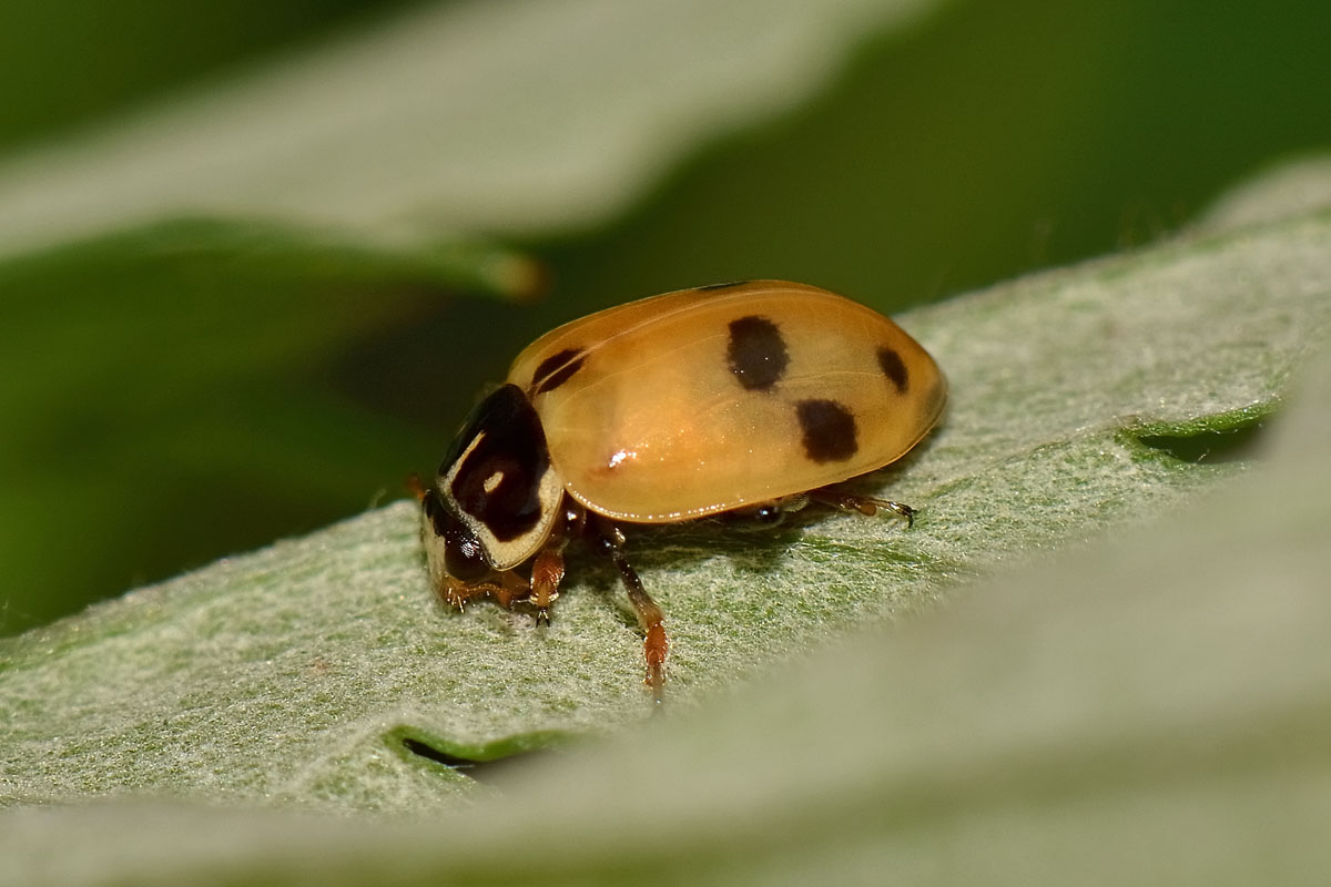 Metamorfosi di Hippodamia variegata, Coccinellidae